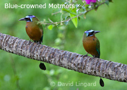 Blue-crowned Motmots